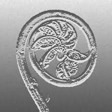 Image result for Gleichenia elongata