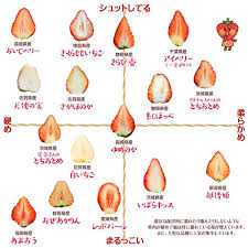 Favorite Tweet By Tsukijiichiba 断面図カタログ 第2弾ですというか 苺 の品種別分布図かな果肉の柔らかさと形をこれまでの試食に基づきわけてみました中の人調べただ産地や生産者さんによって変わってくるのであくまでも参考程度に見て頂ければ 断面図が 水彩画