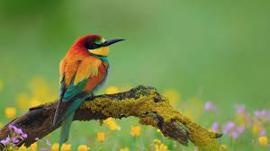 Check spelling or type a new query. 1920x1080 Hd Birds Wallpapers Top Free 1920x1080 Hd Birds Backgrounds Wallpaperaccess
