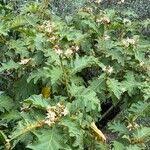 Image result for Solanum chrysotrichum