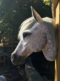 pin by art2felt on patts felted creations felt animals horses horse crafts