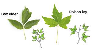 While virginia creeper is a plant often mistaken for poison ivy, it doesn't have the urushiol toxin that causes the poison ivy rash.﻿﻿ Poison Ivy Lookalikes Garden Gate