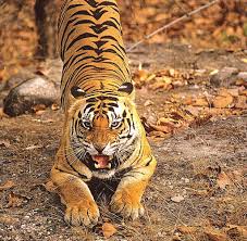 They mark their territory with urine to keep other tigers out. Tiger State Warum Die Tiger In Indiens Reservaten Gestresst Sind Welt