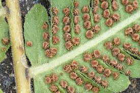 Image result for Christella dentata