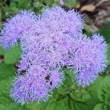 Ageratum Ball Blue Seeds The Seed Collection
