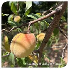 The Indian peach is threatened by climate change. Where hurricanes,  flooding, and higher temperatures have massive impacts