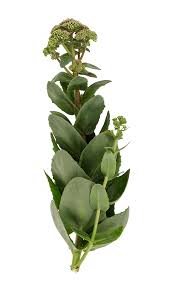 Planten er sukkulent og kan danne nye planter fra afrevne blade. Sankthansurt Leksikon Med Tips Tricks Og Opskrifter
