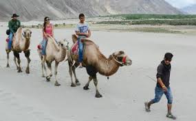 Being in the same genus, camelus, both these camels share some interesting adaptations and become unique. Two Humps One Job In Nubra Valley The Hindu Businessline