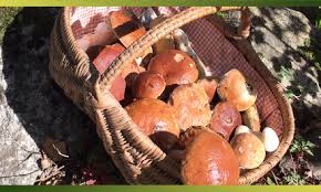 La Girolle Ou Chanterelle Commune Un Champignon Raffine Je Cuisine Mon Potager Recette Apero Ete Idee Tapas Recette Aperitif Dinatoire