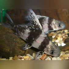 With being able to live in very cold water, this fish can adapt to a variety of surroundings. Hi Fin Banded Loach Aquariumfishsale Com