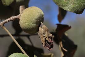 Image result for Thespesia garckeana