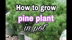 We did not find results for: How To Grow Pine Plant In Pot Hindi And Urdu Youtube