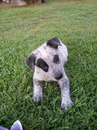 From Austrian Working Dogs Rescue Austrailian Cattle Dog Cattle Dogs Rule Herding Dogs