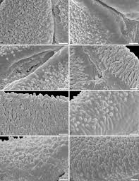 Image result for Phragmanthera crassicaulis