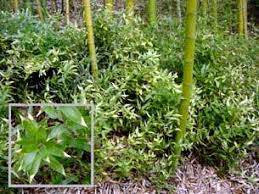 Image result for Shibataea