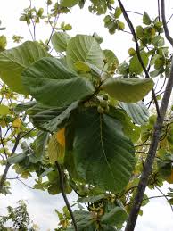 Image result for Dissotis speciosa