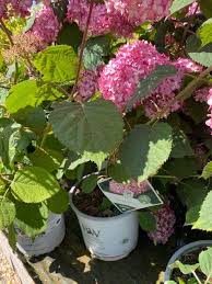 Image result for Hydrangea arborescens Pink Anabelle