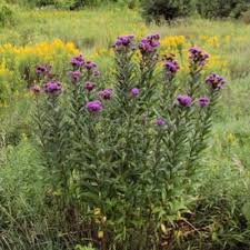 Image result for Vernonia scaettae