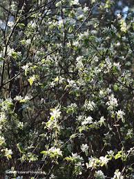 Image result for Amelanchier ovalis