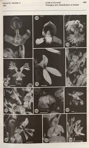 Image result for Brownleea mulanjiensis