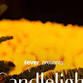 Candlelight: Holiday Special Concert