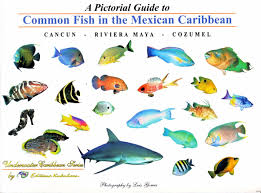 A Pictorial Guide To Common Fish In The Mexican Caribbean