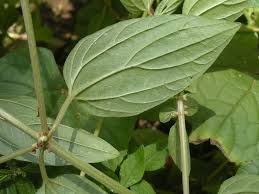 Image result for Pouzolzia