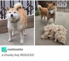 A Chunky Boy Reduced Ifunny Animal Memes Funny Meme Pictures Funny Animal Quotes