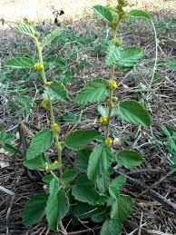 Image result for Waltheria indica