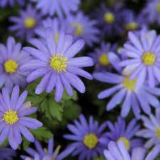 Walmart.com has been visited by 1m+ users in the past month Anemone Blanda Blue Shades