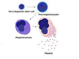 The A&P Professor: Platelets vs. Bacteria