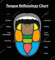 tongue diagnosis reflexology chart black stock vector