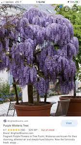 Pin By Debbie Prigg Gauthier On Flowers For Our Home Wisteria Tree Flowering Trees Ornamental Grasses