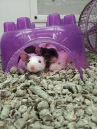 Pin By Allison Isabel On Things That R Supa Sweet Pet Mice Pet Rodents Cute Small Animals