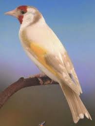 صور لكل أنواع الطفرات عند طائر الحسون Birds Butterflies Bird Birds