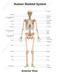 This diagram depicts pictures of bones in the human body. Human Skeleton System Anatomy Anterior View Stock Photo Picture And Royalty Free Image Image 92995438
