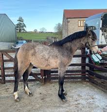 Image result for Yorkshire Cream 1981 Colt