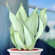 Sansevieria masoniana (whale fin snake plant) & maranta leuconeura (prayer plant lemon lime) | be the change! 67 Plants Flowers Ideas Plants Planting Flowers Flowers
