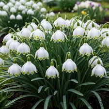 Image result for ghiocel