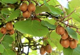 Hayward kiwifruit (male and female plants) are offered as a pollinating pair of plants. How To Grow Your Own Kiwi Plant Jackson S Online Garden Centre