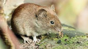 Medikamentöse prophylaxe existiert nicht, siehe merkblatt hantavirus. Was Schutzt Vor Hantavirus Und Leptospirose Ndr De Ratgeber Gesundheit