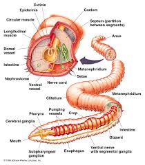 Previous (anne of great britain). Phylum Annelida Bioeleven