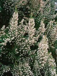Image result for Erica arborea
