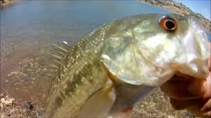 Image result for  fresno fishing report