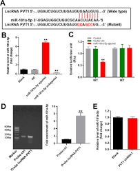 Full article: LncRNA PVT1 Suppresses the Progression of Renal Fibrosis via  Inactivation of TGF-β Signaling Pathway
