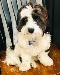Find hypoallergenic puppy in canada | visit kijiji classifieds to buy, sell, or trade almost anything! Quality Cavachon Puppies For Sale In Pa Shade Mountain Kennel