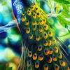 There are two familiar peafowl such as the blue peacock have been admired by humans and kept as pets for thousands of. Https Encrypted Tbn0 Gstatic Com Images Q Tbn And9gctgodajb2wj43jspm6 7nxuqn5g8ffwr X Zxb0azsbvohufuq8 Usqp Cau