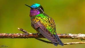 purple throated mountaingem stock birds photos kus