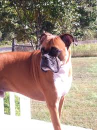 He S The Best Dog In The World Boxer Dogs Best Dogs Dogs