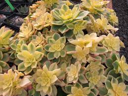 Aeoniums contain about 35 species. Aeonium Kiwi Aeonium Kiwionium Aeonium Tricolor Aeonium Verde Plant Lust
